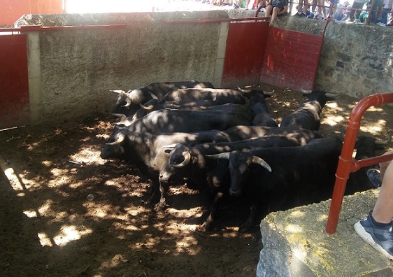 Novillos en los corrales de cañada honda preparados para el Jueves la saca.