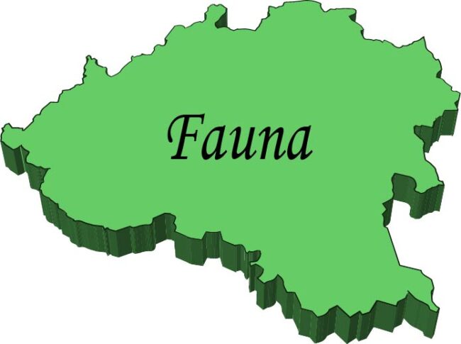 Icono enlace a la fauna de los espacios verdes de Soria.